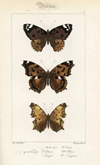 False Gallery: Painted lady, false comma, and comma butterfly variety