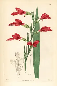 Dalton Prints: Painted lady gladiolus, Gladiolus splendens