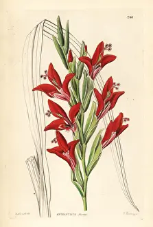 Painted lady gladiolus, Gladiolus splendens