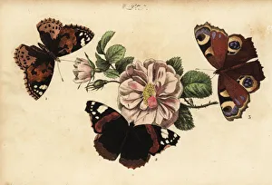 Aglais Gallery: Painted lady, red admiral and European peacock