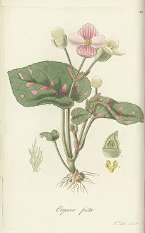 Nathaniel Wallich Prints: Painted-leaf begonia, Begonia picta