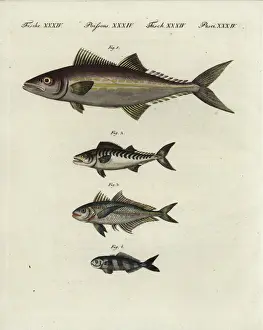 Regalis Prints: Painted mackerel, bonito, bigeye scad and pilotfish