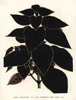 Nettle Prints: Painted nettle, Plectranthus scutellarioides