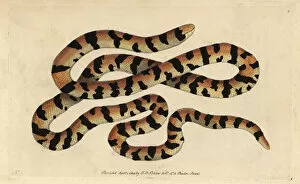 Anguis Gallery: Painted snake, false coral snake or pipe snake