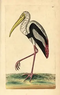 Stork Prints: Painted stork, Mycteria leucocephala Near threatened