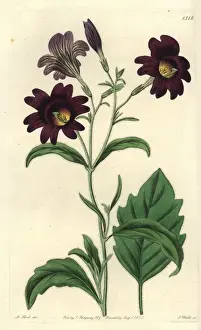 Painted tongue, Salpiglossis sinuata
