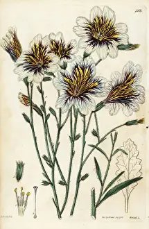 Painted tongue, Salpiglossis sinuata