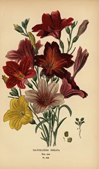 Desire Prints: Painted tongue or velvet trumpet flower, Salpiglossis