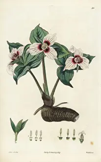Painted trillium, Trillium undulatum