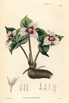 Painted trillium, Trillium undulatum