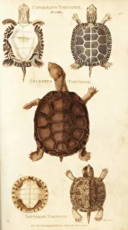 Painted turtle, African helmeted turtle and pond slider