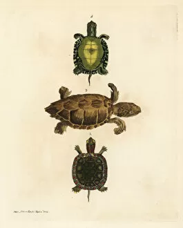 Painted turtle and loggerhead sea turtle (endangered)