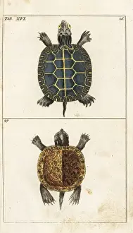 Painted turtle and yellow-bellied slider