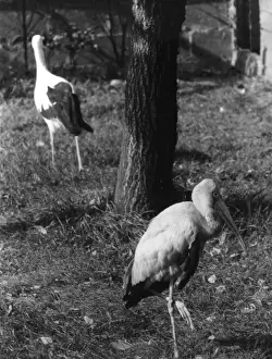 Storks Prints: Painted & White Storks