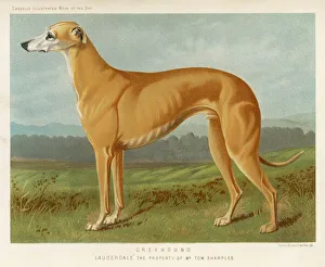 Breeds Collection: Painting of a Greyhound