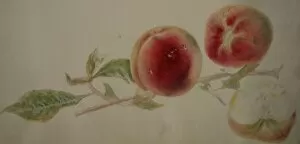 Images Dated 11th February 2011: Painting of peaches on a branch