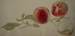 Images Dated 11th February 2011: Painting of peaches on a branch