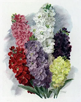 Stocks Collection: Painting of Stocks