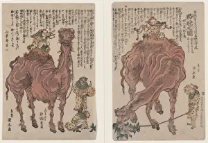 A pair of camels