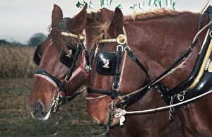 Bridle Collection: A pair of chestnut Suffolk Punch working horses in harness