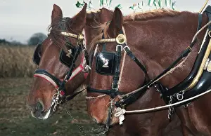 Leather Prints: A pair of chestnut Suffolk Punch working horses in harness