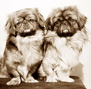 Pair of dogs