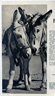 Tame Prints: A pair of donkeys on the beach. Date: 1954
