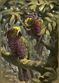 A pair of exotic parrots