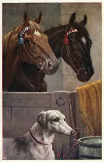 Lurcher Collection: Pair of horses in a stable and a lurcher