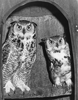 Alcove Gallery: A pair of long-eared owls
