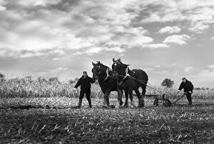 Agricultural Collection: A pair of Suffolk Punch working horses pull a plough