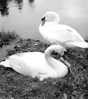 A pair of Swans at their nest
