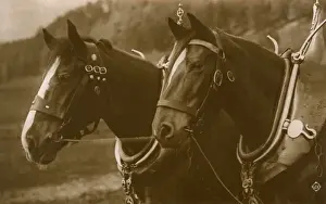 Collars Prints: Pair of Working Horses