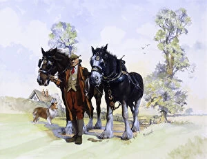 Bridle Collection: A pair of working Shire Horses & Farmer