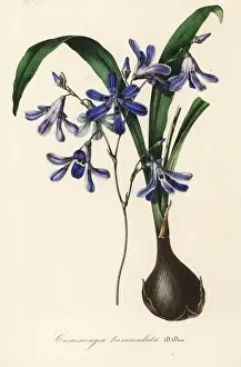 Campo Prints: Pajarito del campo, Conanthera trimaculata