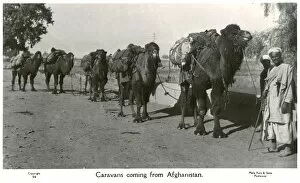 Packs Gallery: Pakistan - Camel Caravan arriving from Afghanistan