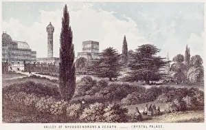 Cedars Prints: The Palace Gardens