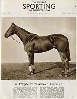 Paladin, the horse owned by Mr. R. Holbech featured on the front cover of The Illustrated