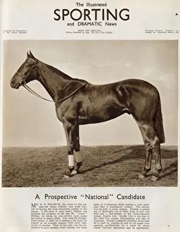 Paladin, the horse owned by Mr. R. Holbech featured on the front cover of The Illustrated
