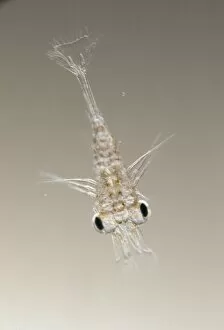 Crustacea Collection: Palaemonetes varians, ditch shrimp larva