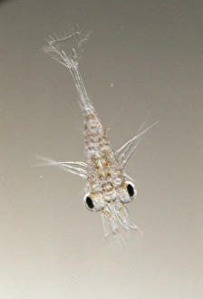 Larvae Collection: Palaemonetes varians, ditch shrimp larva