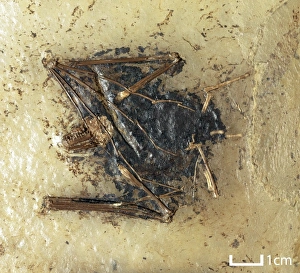Tertiary Period Gallery: Palaeochiropteryx tupaiodon