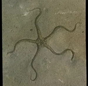 Lias Prints: Palaeocoma egertoni, fossil brittle star