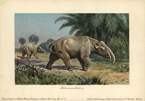 Tiere Gallery: Palaeomastodon, believed to be the ancestors