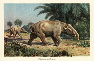 Proboscidea Prints: Palaeomastodon, extinct genus of Proboscidea