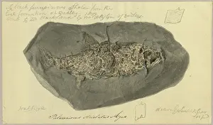 Fisher Prints: Palaeoniscus striolatus Agassiz
