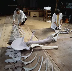Palaeontology laboratory
