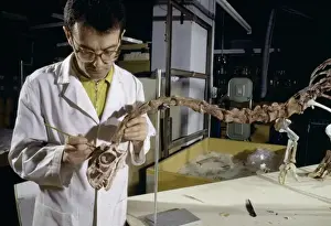 Palaeontology laboratory