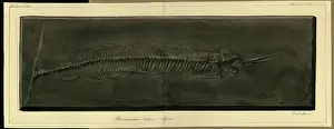 Willoughby Prints: Palaeorhynchum latum Agassiz