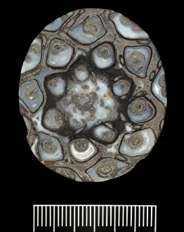 Polypodiophyta Prints: Palaeosmunda williamsonii, fern